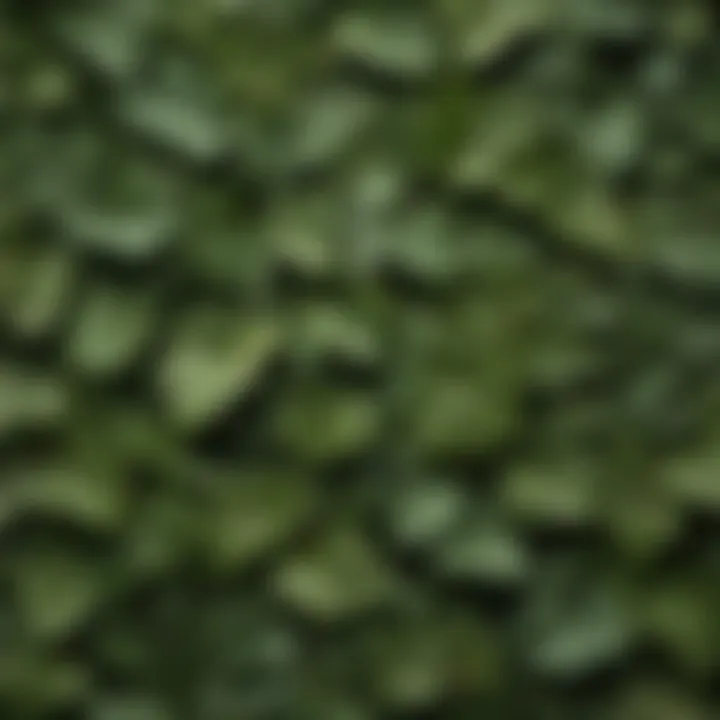 A close-up of vine leaves showcasing their texture