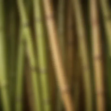 Close-up of bamboo texture highlighting its natural beauty