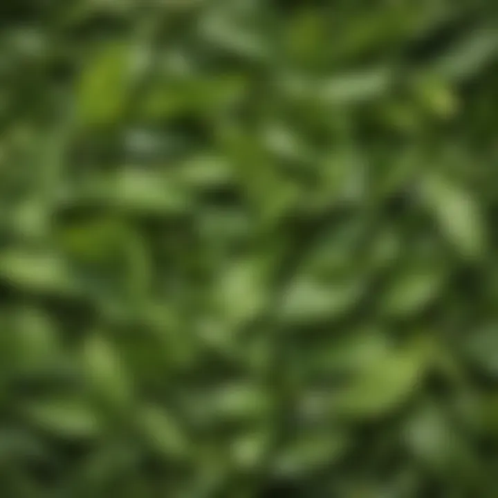 A close-up view of green tea leaves with a soft focus background