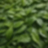 Fresh green tea leaves with droplets