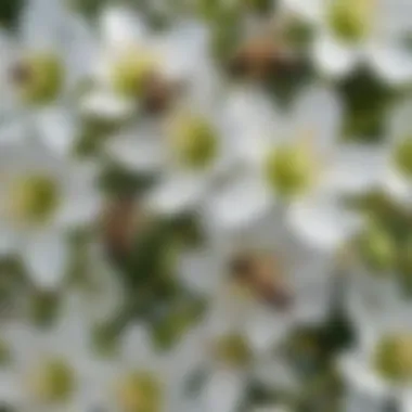 Close-up of Tilia blossoms with bees