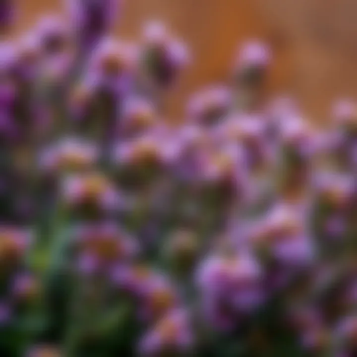 A close-up of thyme flowers showcasing their vibrant colors.