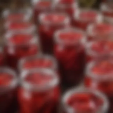 Fermentation Process of Red Pickles Fermentation jars filled with red pickles