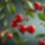 A close-up of vibrant red cornelian cherries on a branch