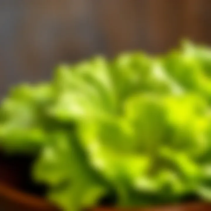 A close-up of healthy lettuce leaves