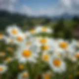 Chamomile flowers in a serene setting