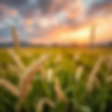 Rice grains with a backdrop of agricultural fields