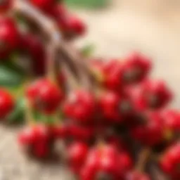 A close-up of sumac berries showcasing their vibrant red color