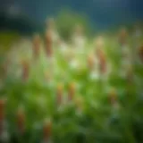 A lush green field of fox tail herb, illustrating its natural habitat.